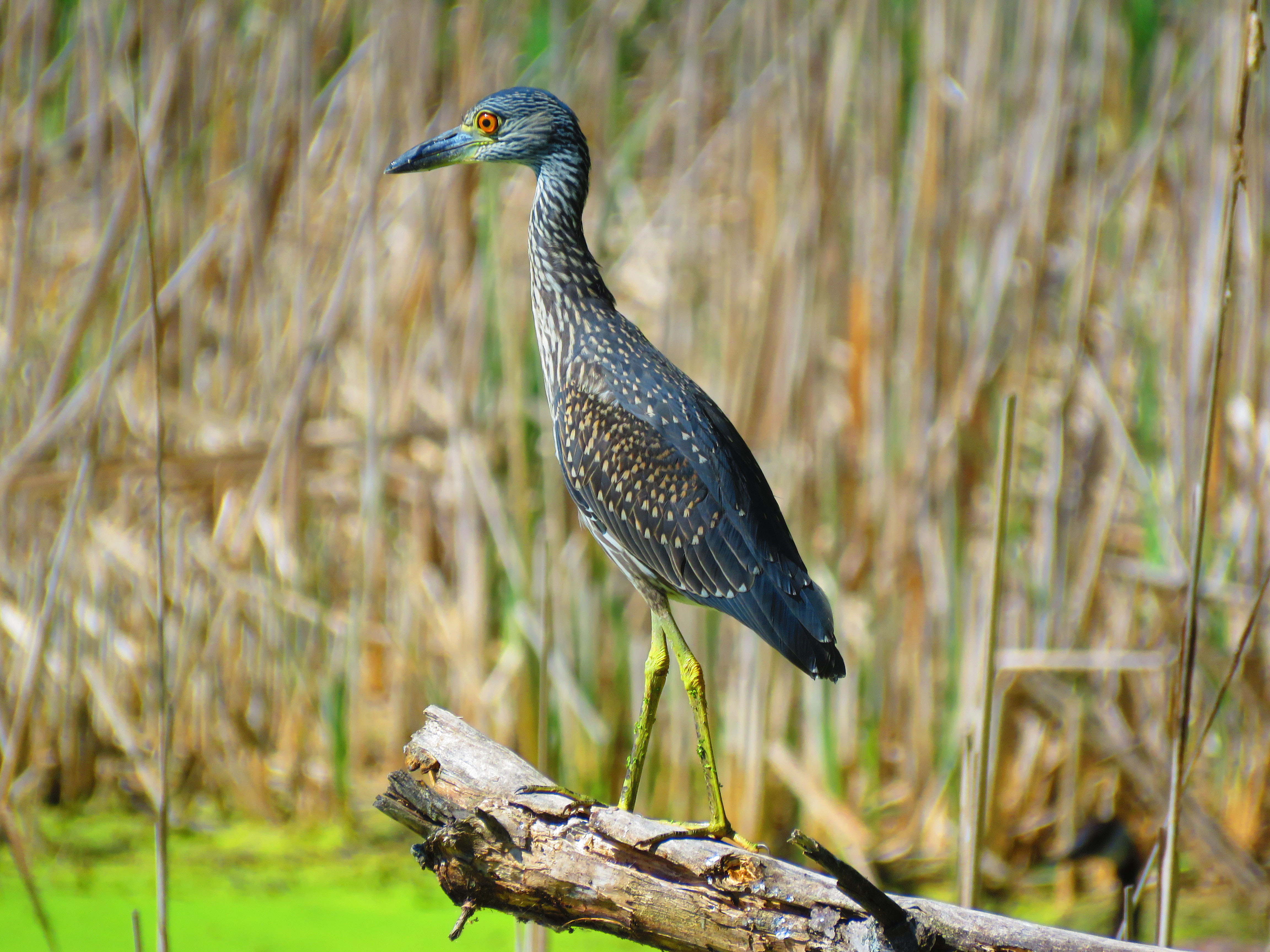 Yellow-crowned Night Heron
